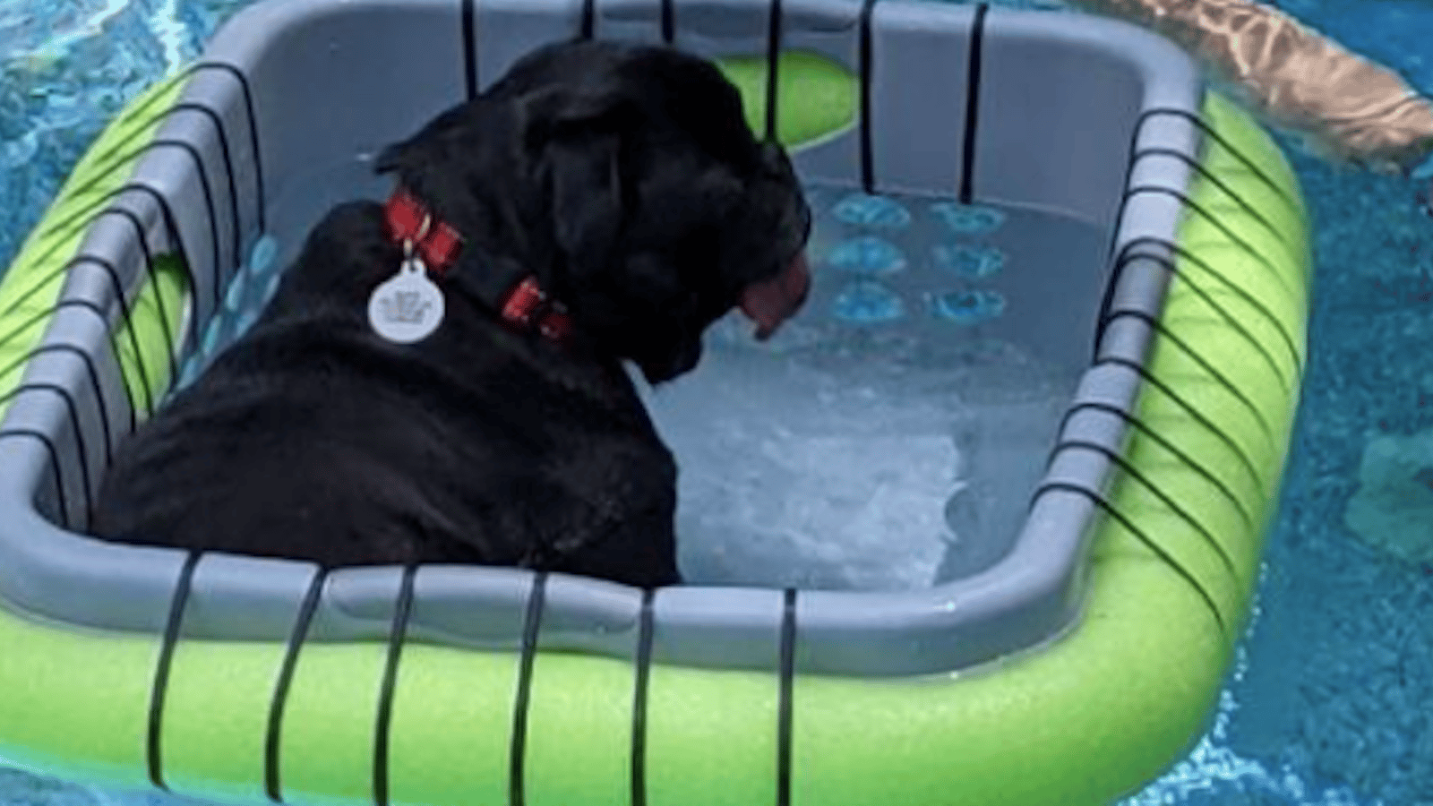 Des gens fabriquent des paniers flottants pour que leurs chien puissent profiter de la piscine en toute sécurité