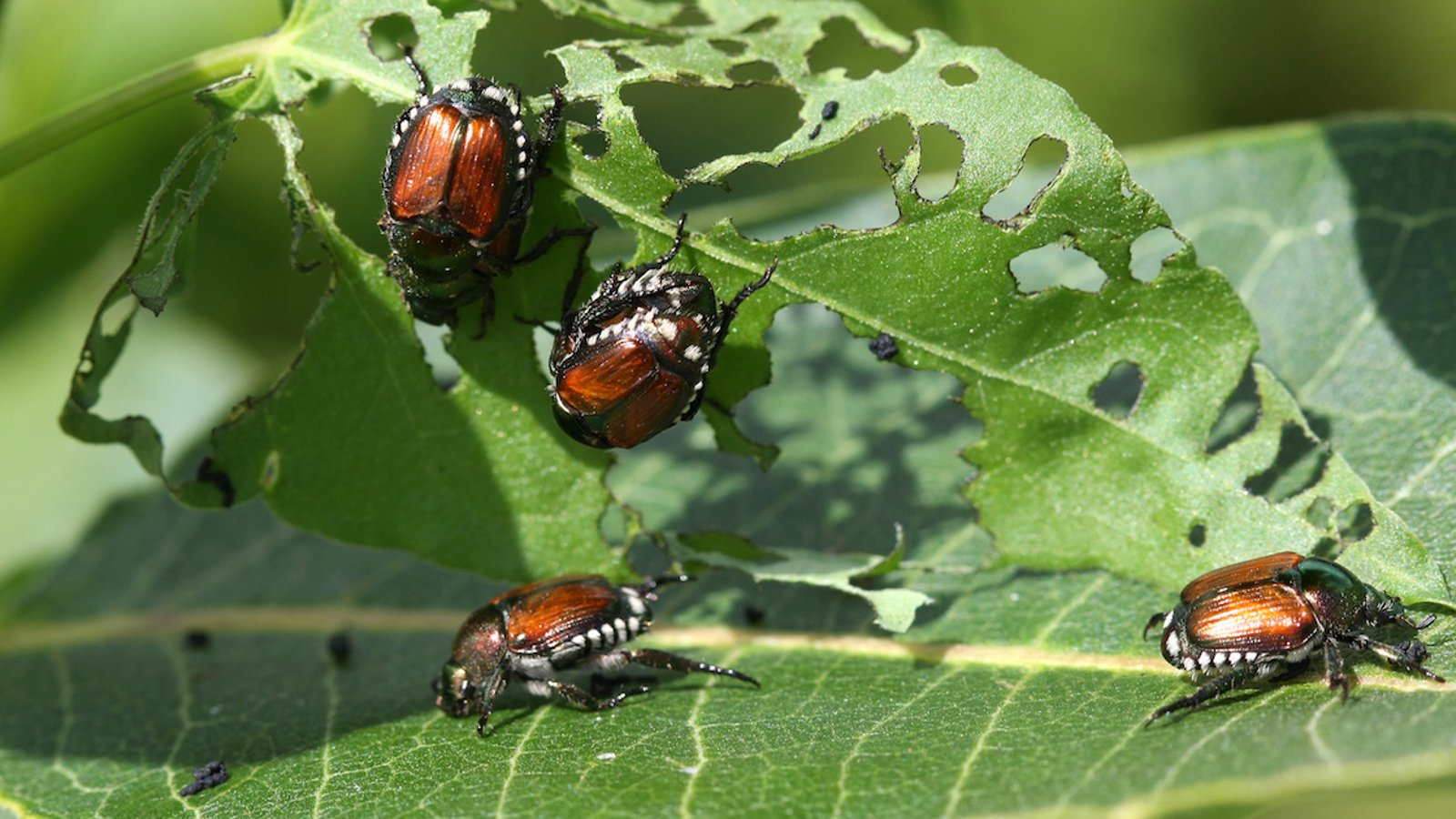 Comment se débarrasser des scarabées japonais