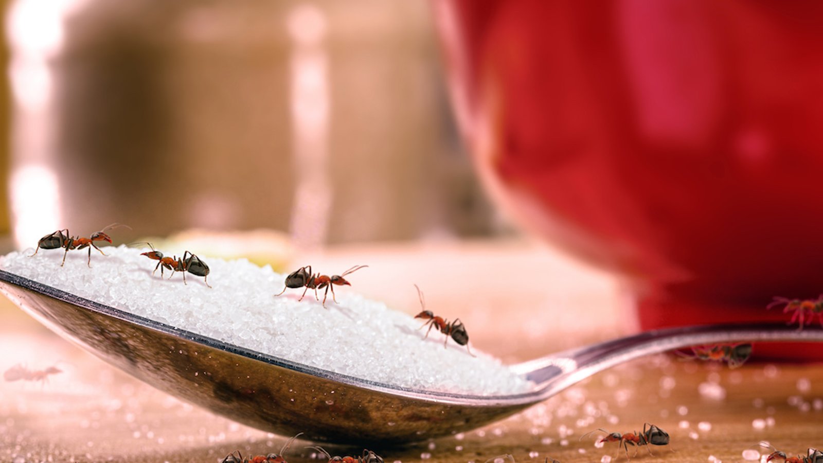 6 trucs naturels pour dire adieu aux fourmis chez vous