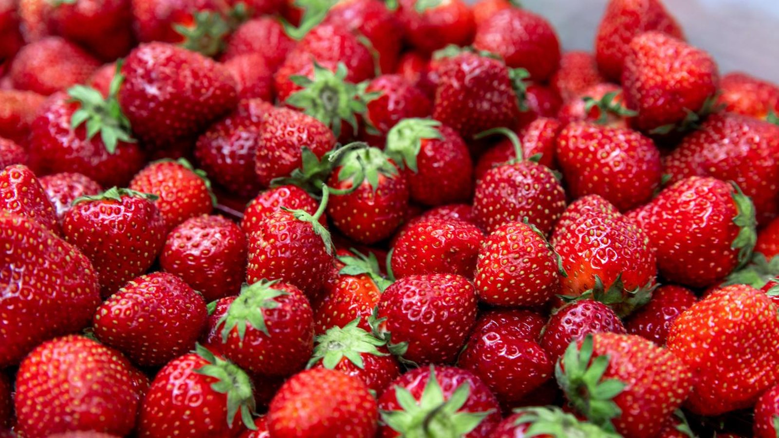 On sait maintenant quand arriveront les premières fraises du Québec dans nos épiceries