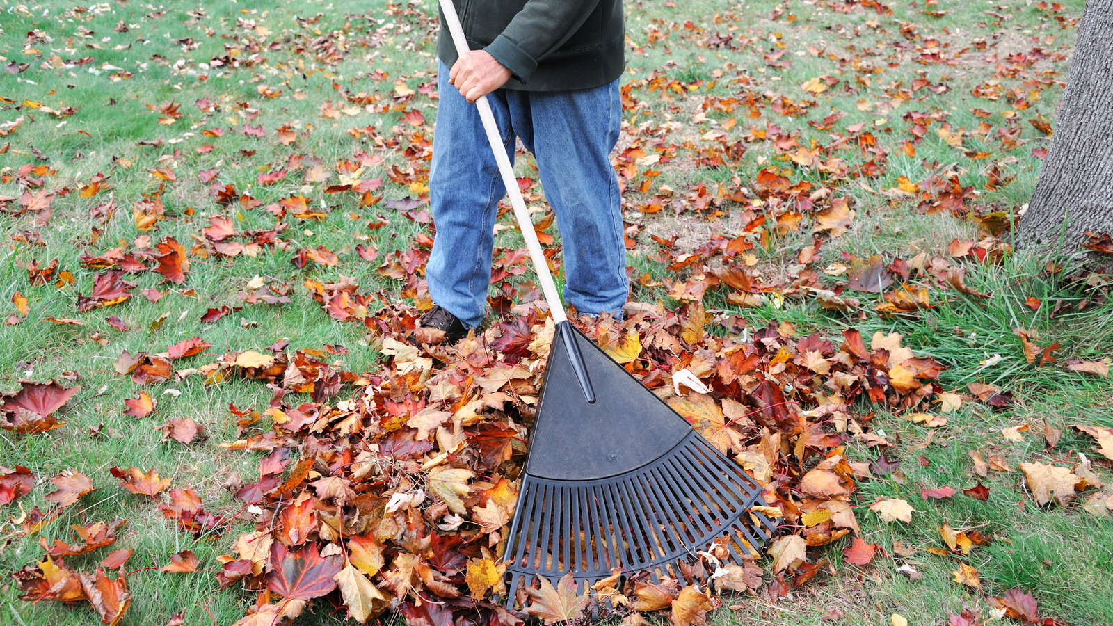 Vous ramassez vos feuilles mortes sur le terrain de votre maison pour rien.