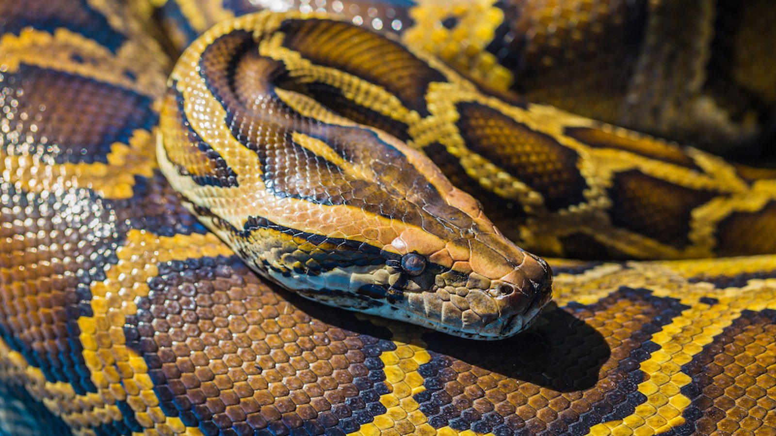 La viande de serpent pourrait être la solution pour sauver la planète