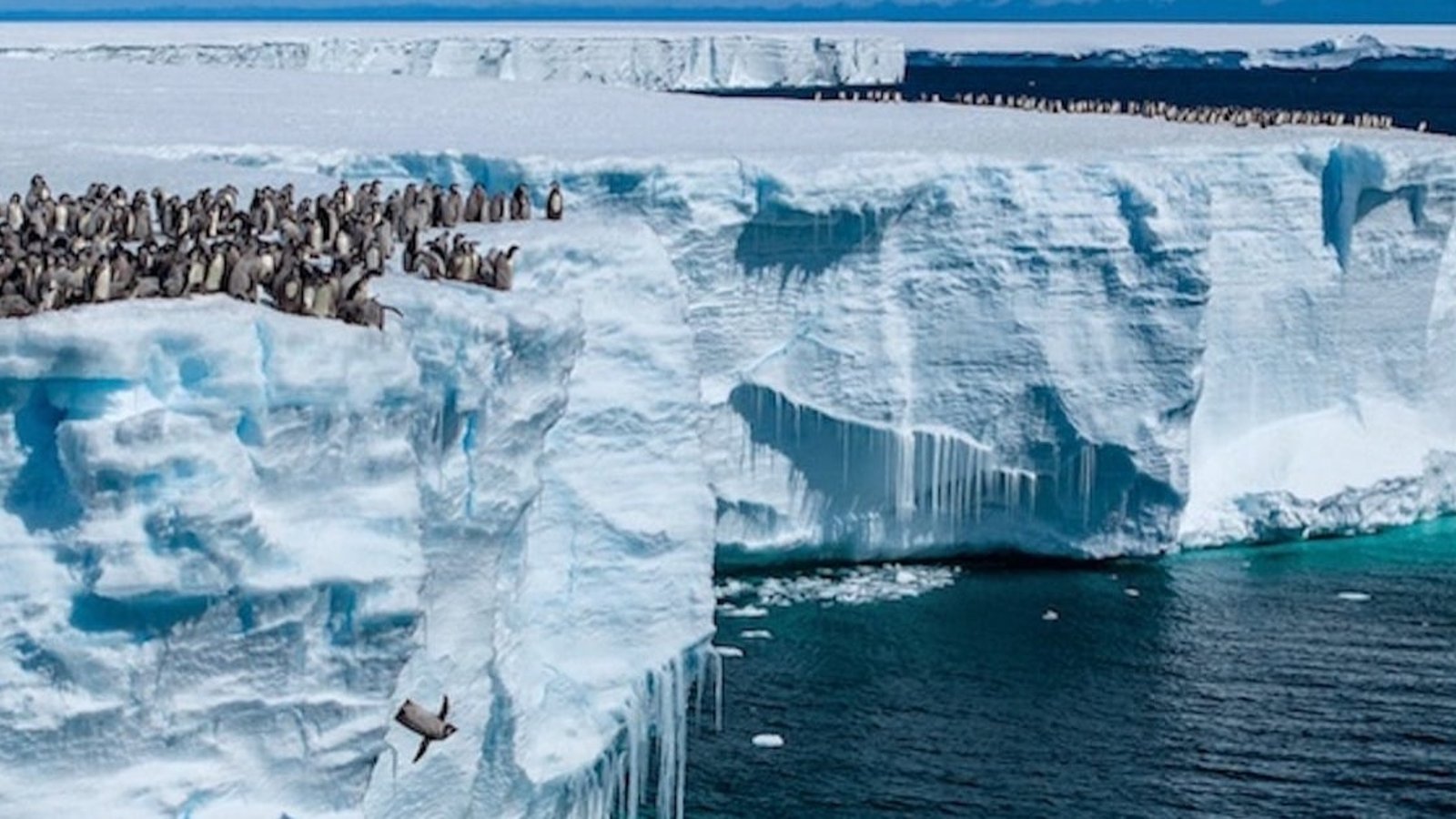 Une scène rare captée par vidéo en Antarctique