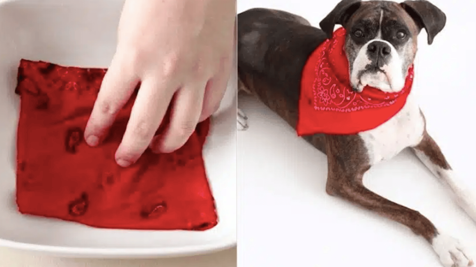 Comment fabriquer un adorable bandana antipuces  pour un chien