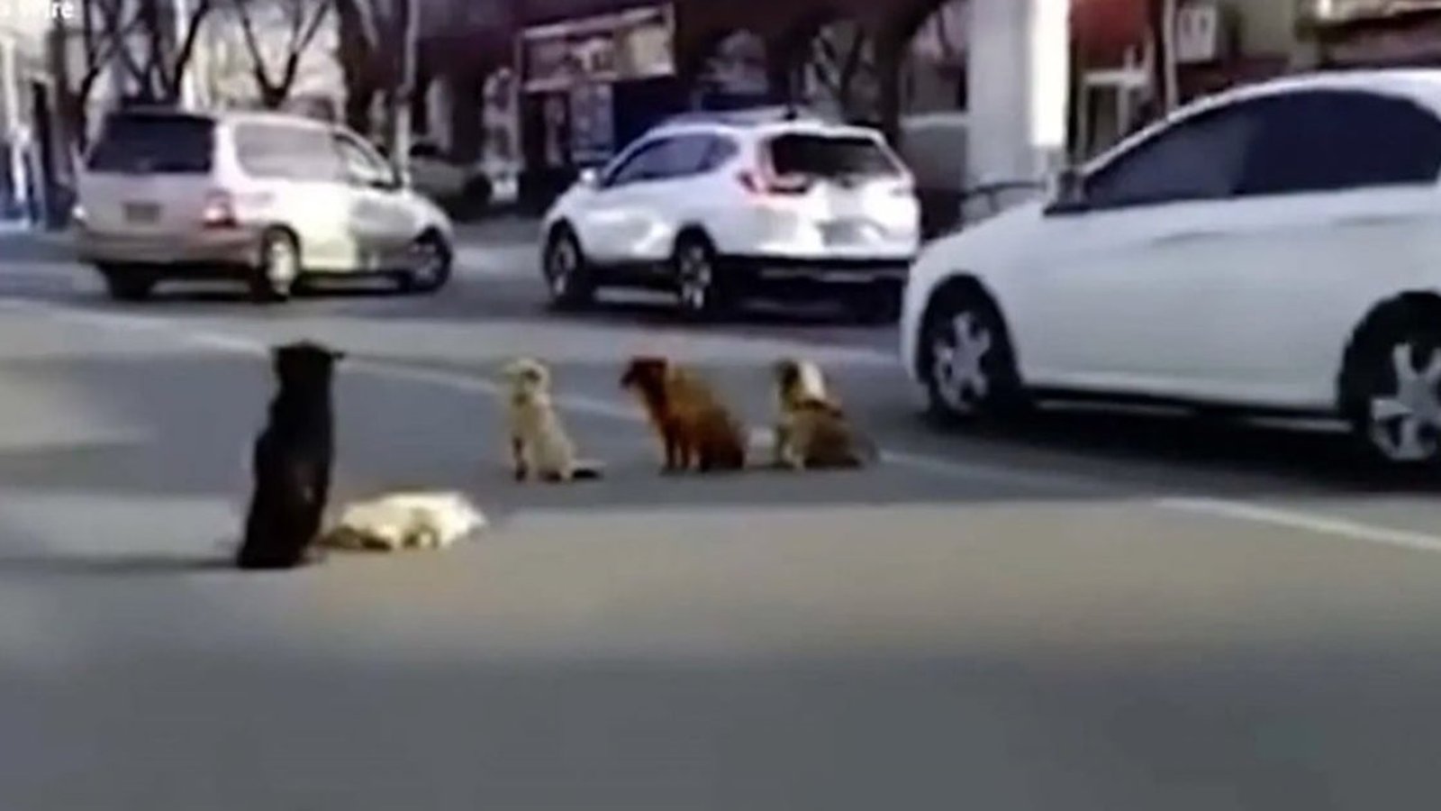 Des chiens ont bloqué la circulation pour protéger un des leurs victimes d'un accident 