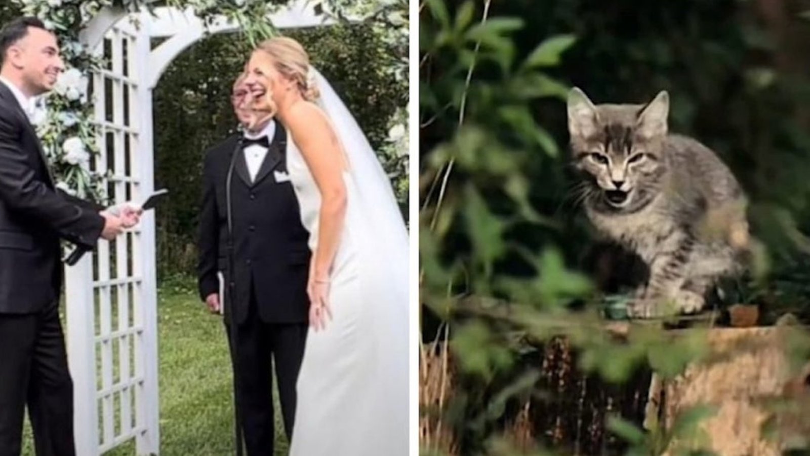 Vidéo: Un chaton s’invite à un mariage et fait rire toute l’assemblée