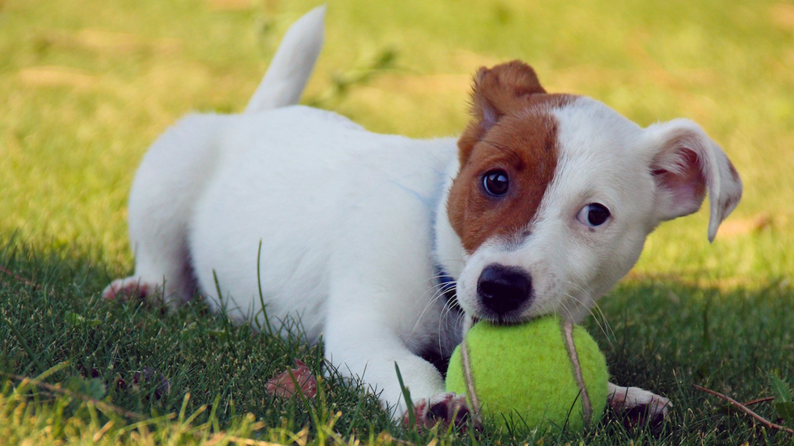 Pourquoi il ne faut pas donner de balles de tennis à un chien