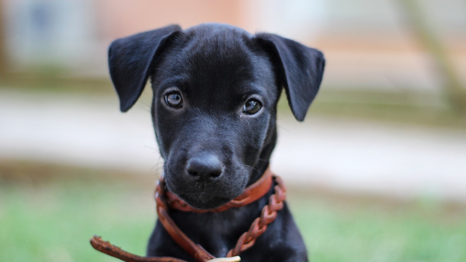 Une étude nous apprend que les chiens peuvent haïr les gens qui traitent mal leur famille