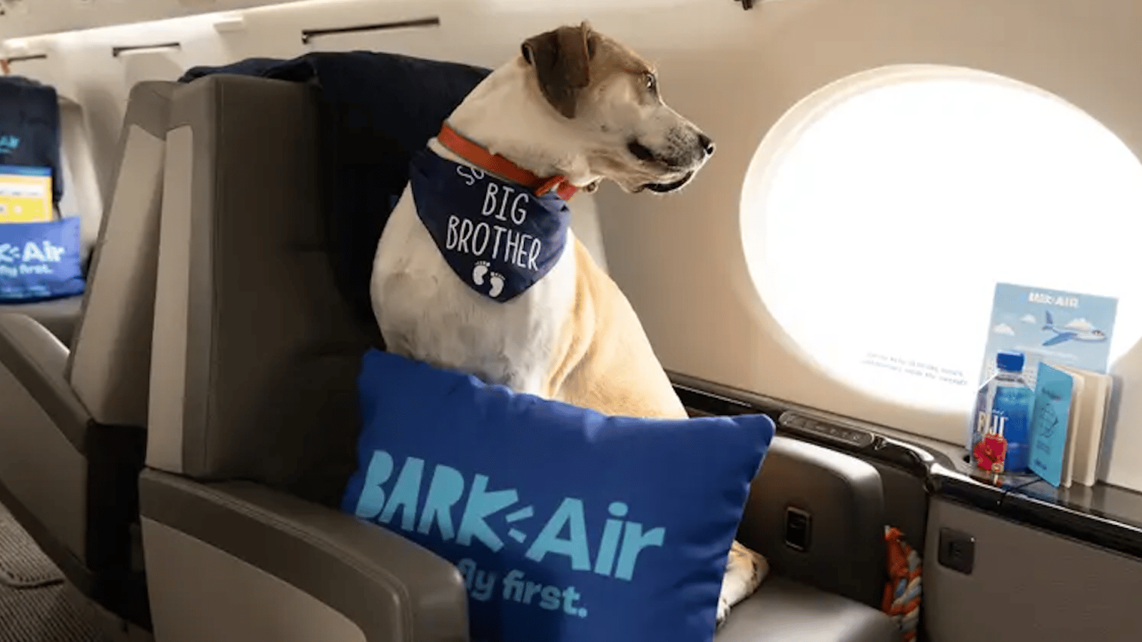 Une compagnie offre la possibilité de voyager avec son chien en jet privé