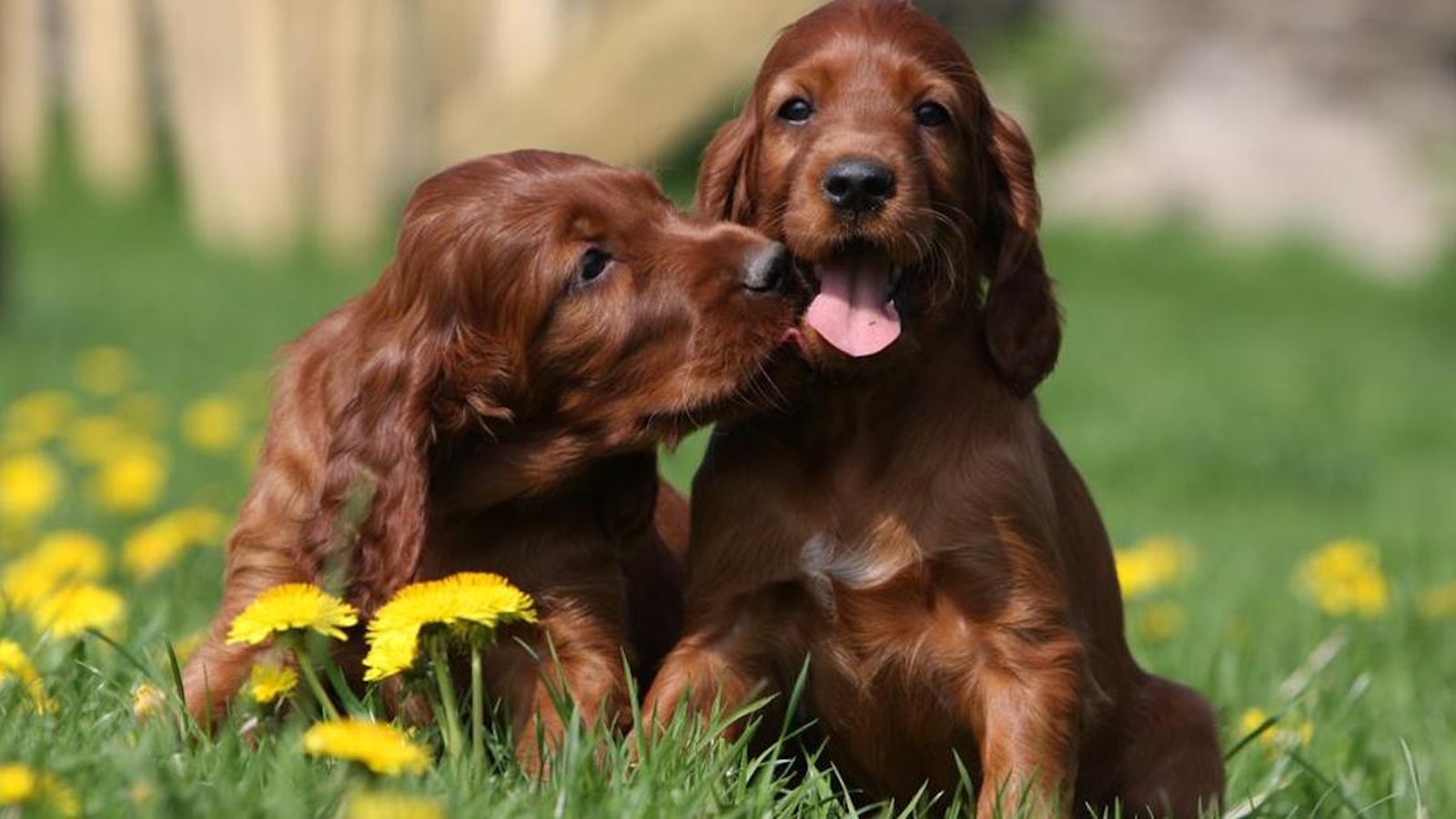 Les 15 races de chiens les plus amicales 