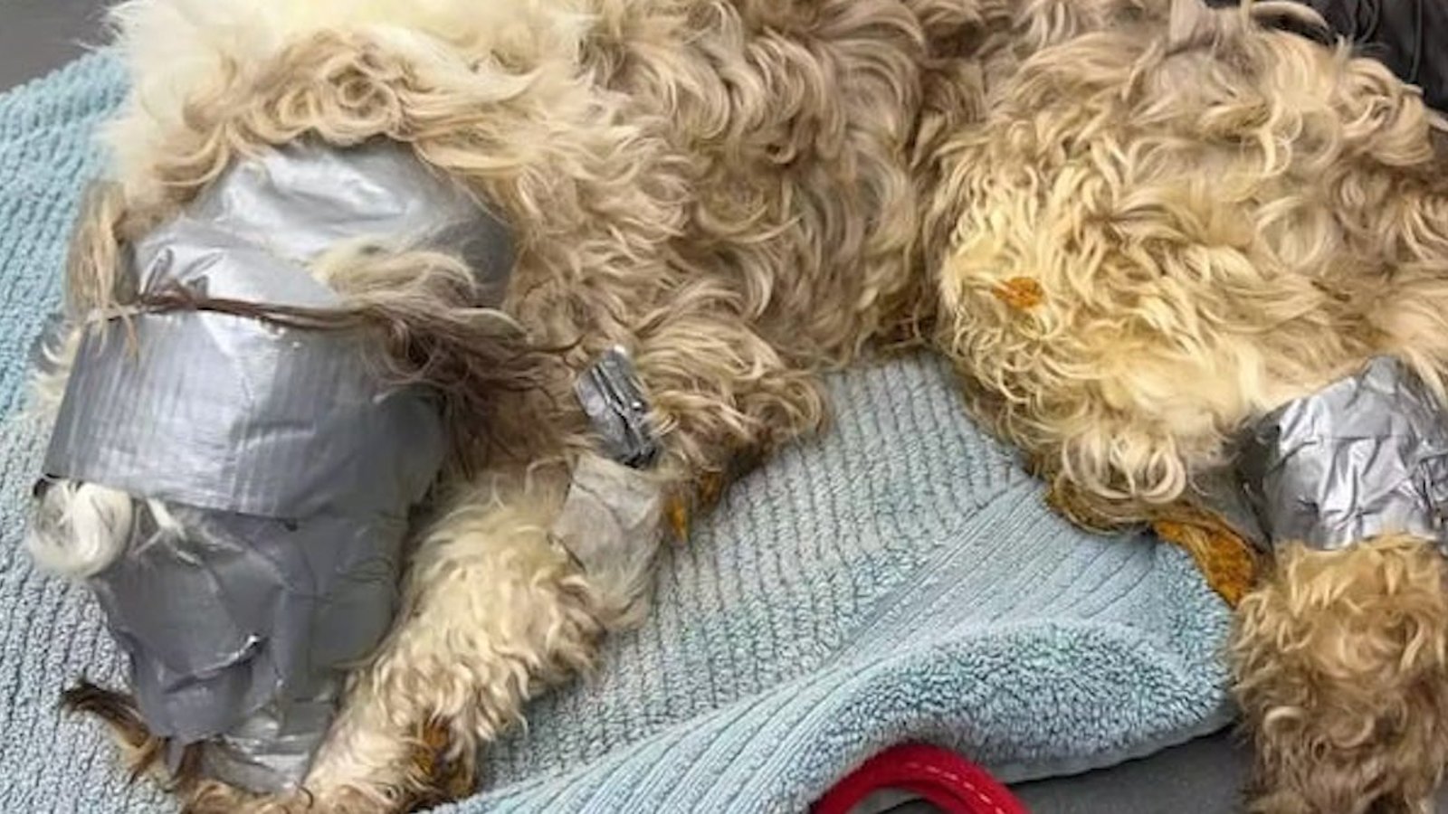 Acte de cruauté sans nom: un chien  a été trouvé dans une poubelle recouvert de ruban adhésif 