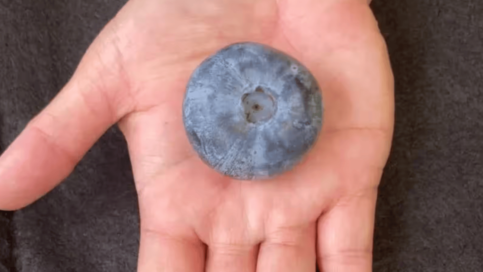 Un bleuet de la taille d'une balle de golf s'inscrit dans les records mondiaux Guinness