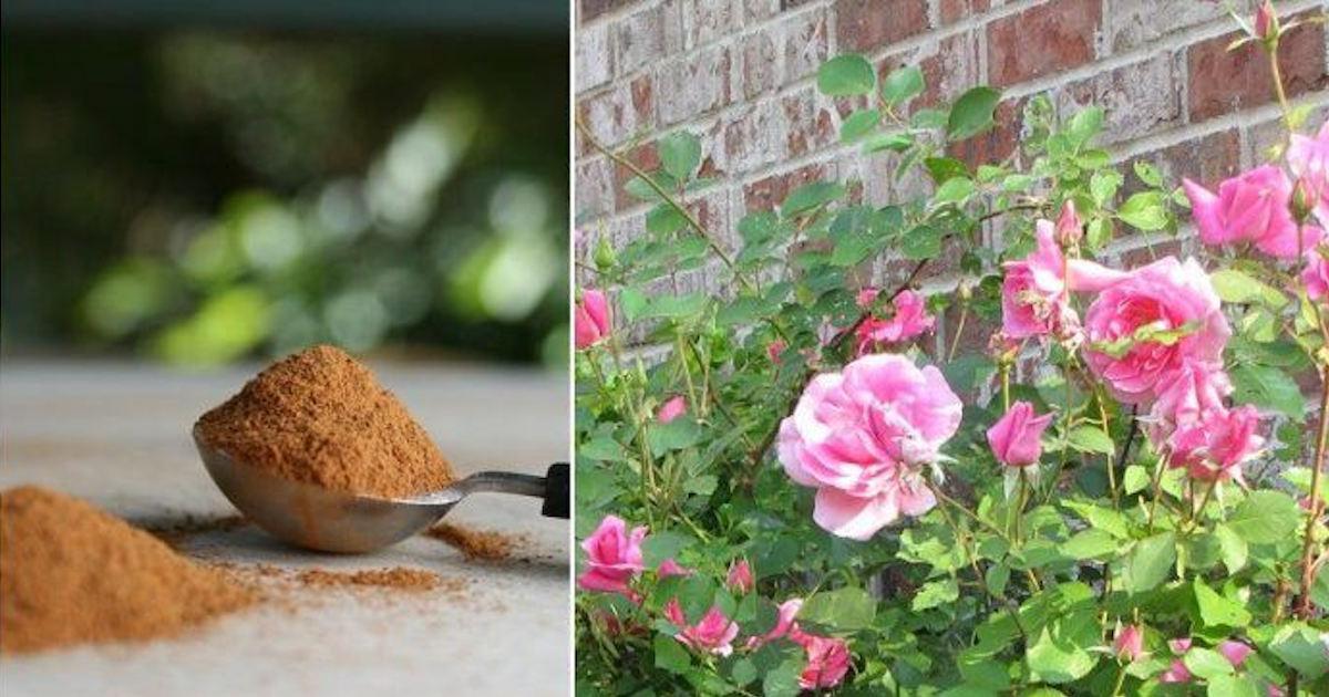 Raisons D Utiliser La Cannelle Dans Votre Jardin Trucs Et Bricolages