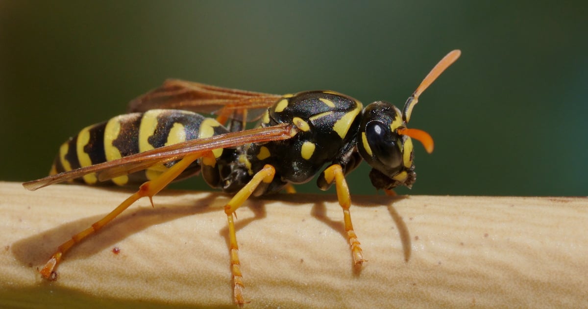 Recette maison pour tuer les guêpes Trucs et Bricolages