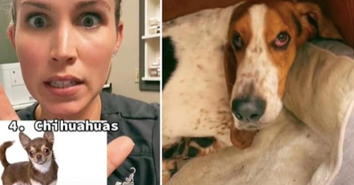 Une vétérinaire devient virale après avoir révélé les meilleures et les pires races de chiens