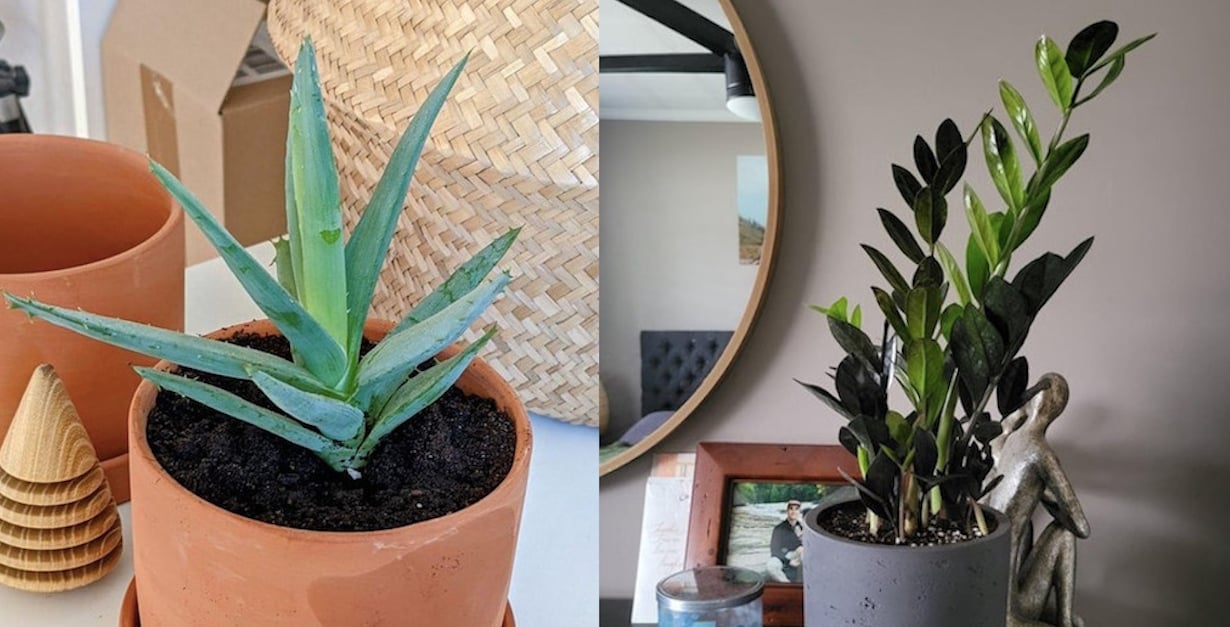 12 plantes d'intérieur qui ont des « super pouvoirs »