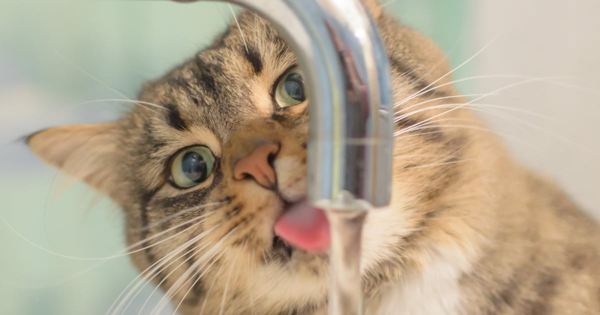 Pourquoi votre chat ne boitil pas dans son bol? Pas Bêtes Du Tout