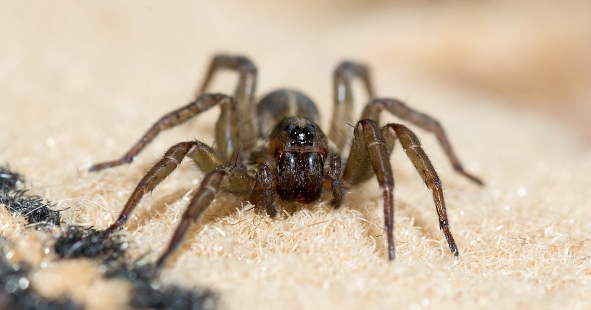 Comment éloigner les araignées de votre maison Trucs et Bricolages — free download