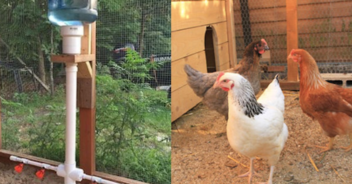 Comment fabriquer un abreuvoir pour vos poules avec des tuyau de pvc ...