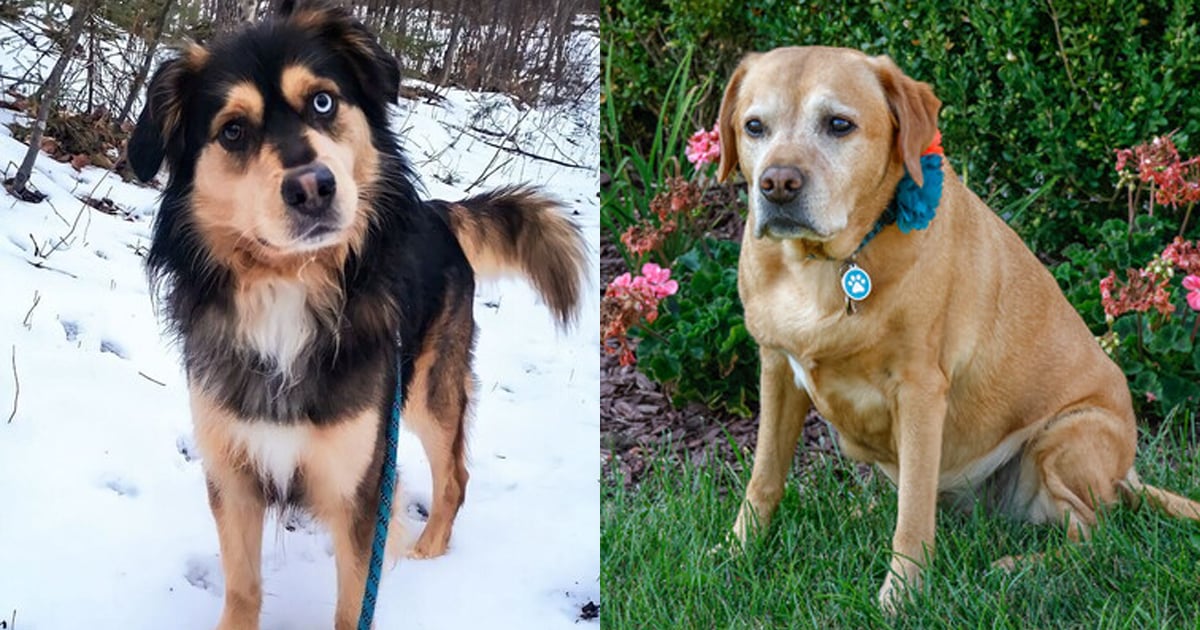 Deux chiens se transforme en superhéros et sauvent la vie de leurs propriétaires.