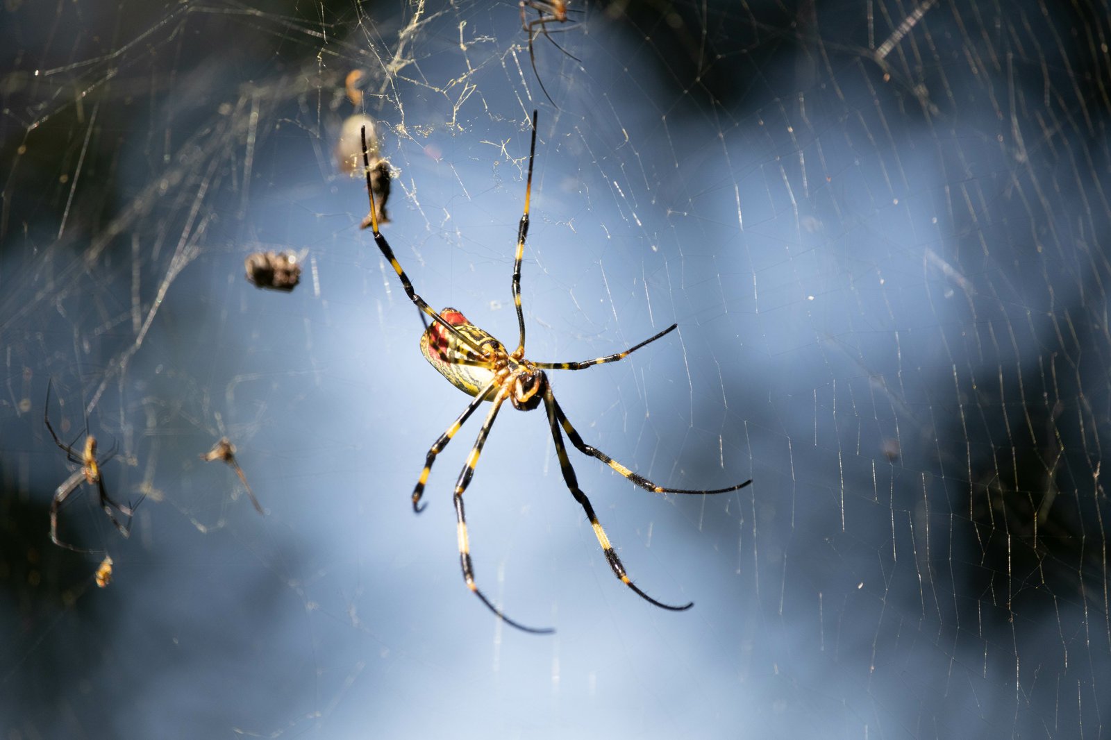 Des araignées volantes et venimeuses se dirigent vers le nord-est du continent et pourraient atterrir au Québec