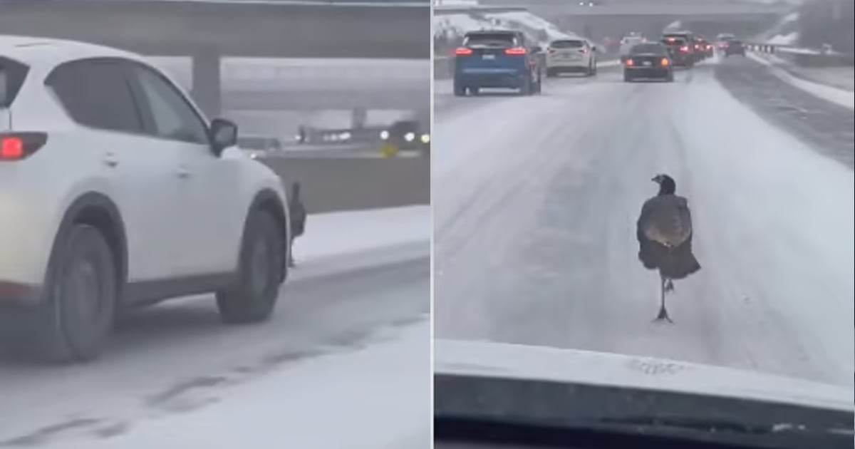 Une grosse dinde noire sème la zizanie sur l'autoroute.
