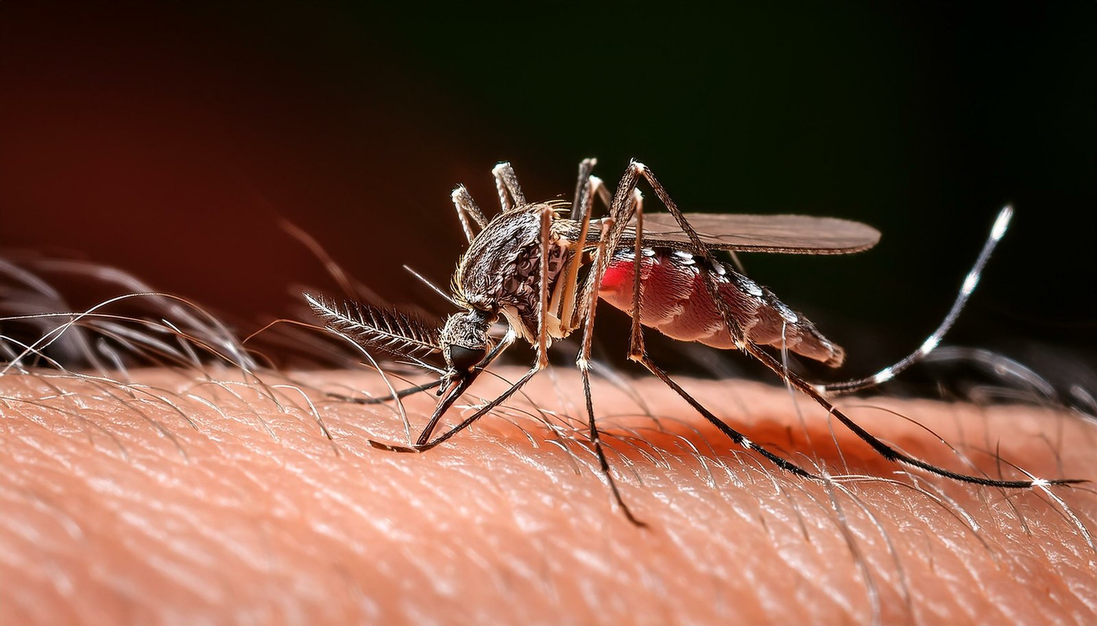 Un virus transmis par les moustiques pourrait se rendre jusqu'au Québec.