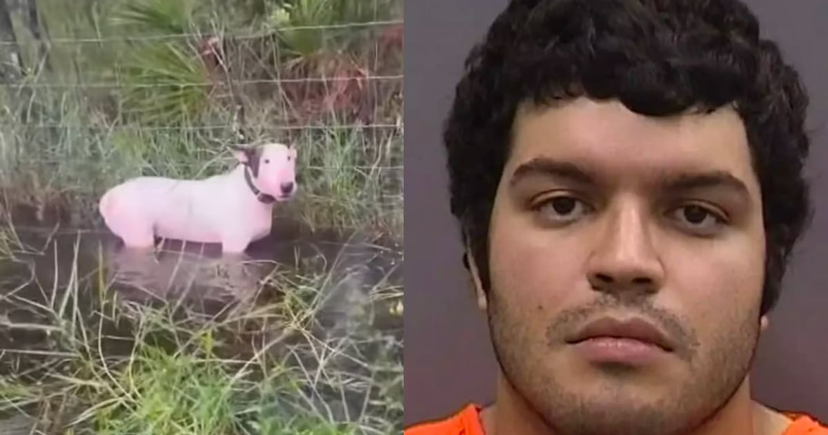 L'homme qui a attaché son chien à un poteau pendant l'ouragan Milton s'explique.