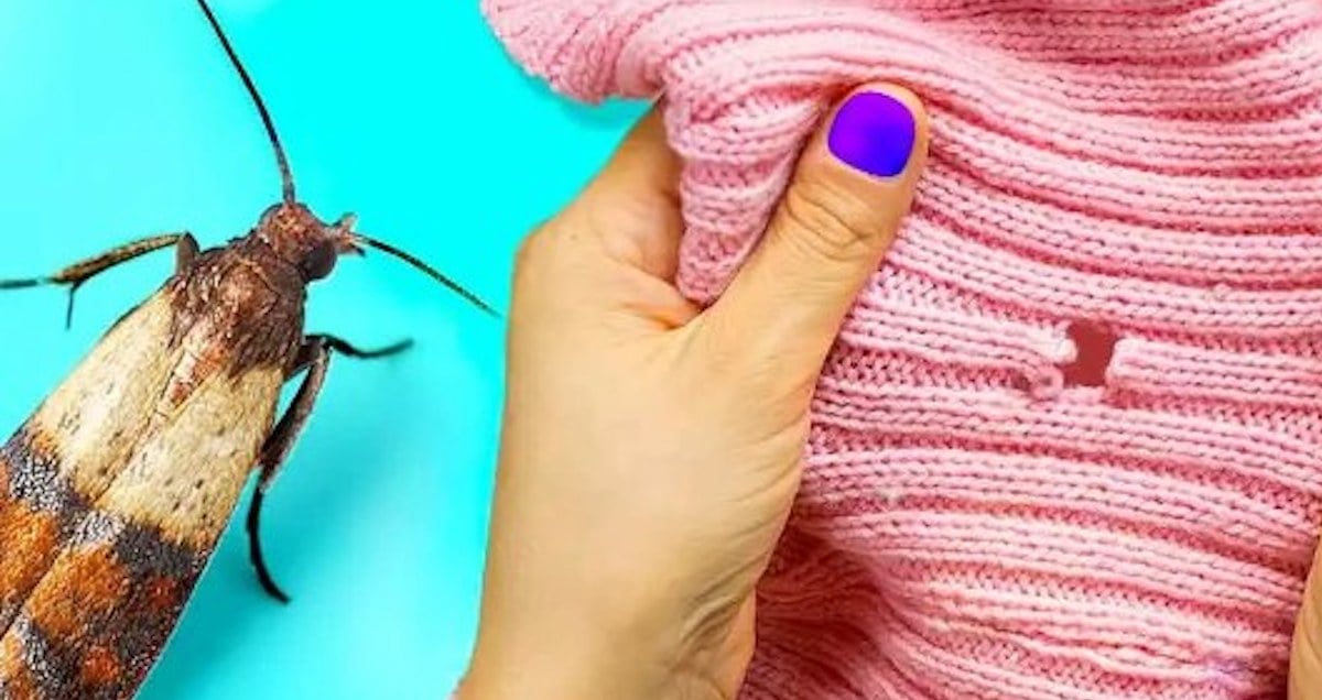 Astuces naturelles pour se débarrasser des mites