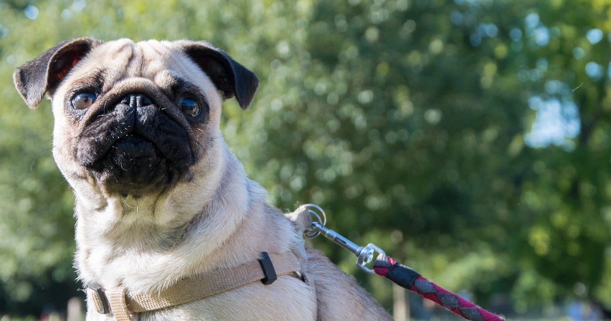 Espérance de vie du chien par race: ce que nous dit la recherche