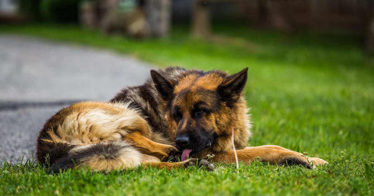 7 raisons pour lesquelles votre chien peut se lécher les pattes