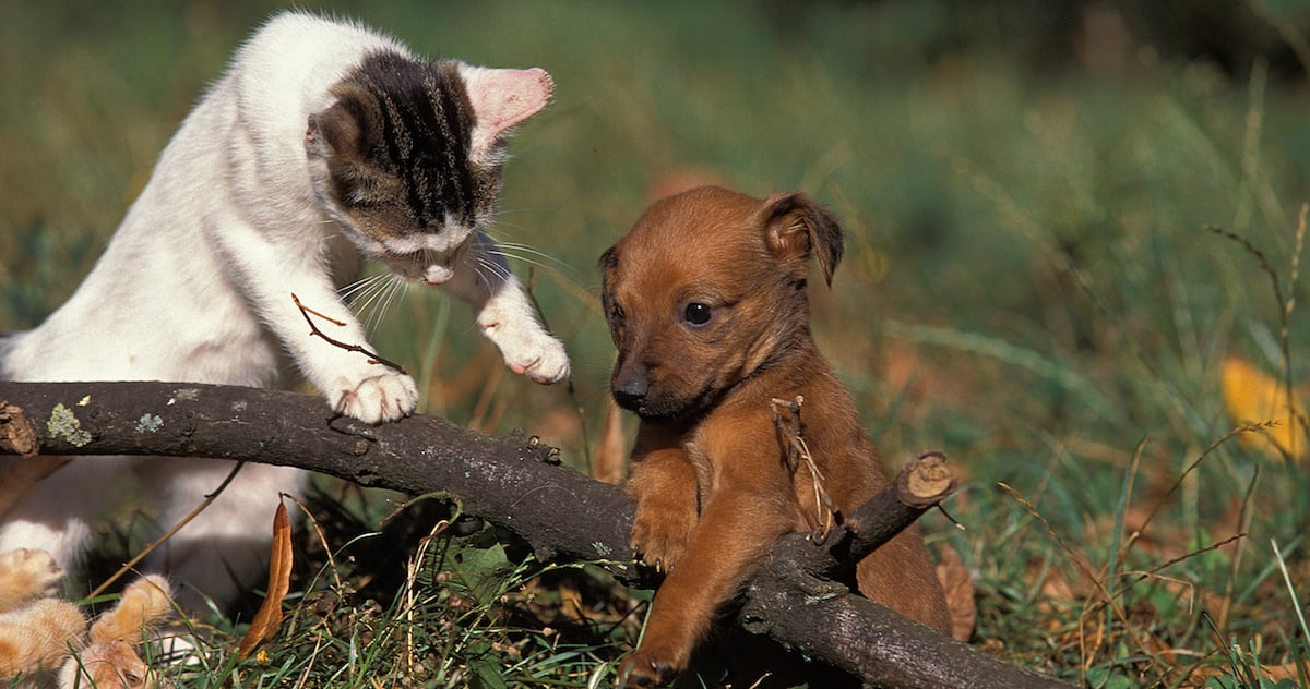 Avoir un chien rendrait plus heureux qu’avoir un chat