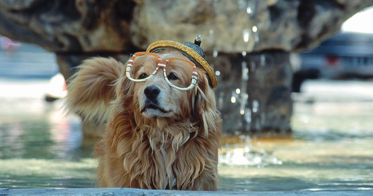Chiens et canicule: quoi faire et ne pas faire