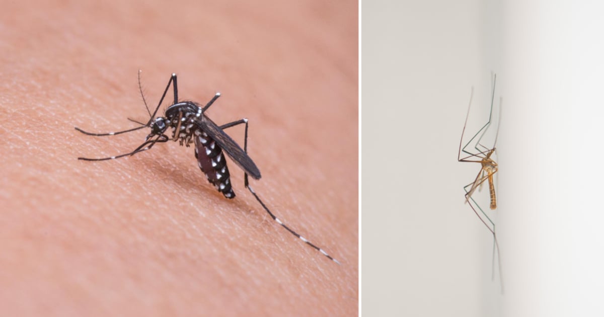 Comment repérer  un moustique dans votre chambre la nuit