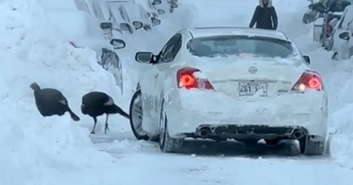 Un automobiliste de Montréal doit composer avec la neige et des dindes sauvages