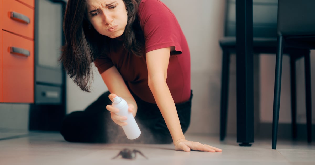 Comment préparer un répulsif anti-araignées naturel super facile 