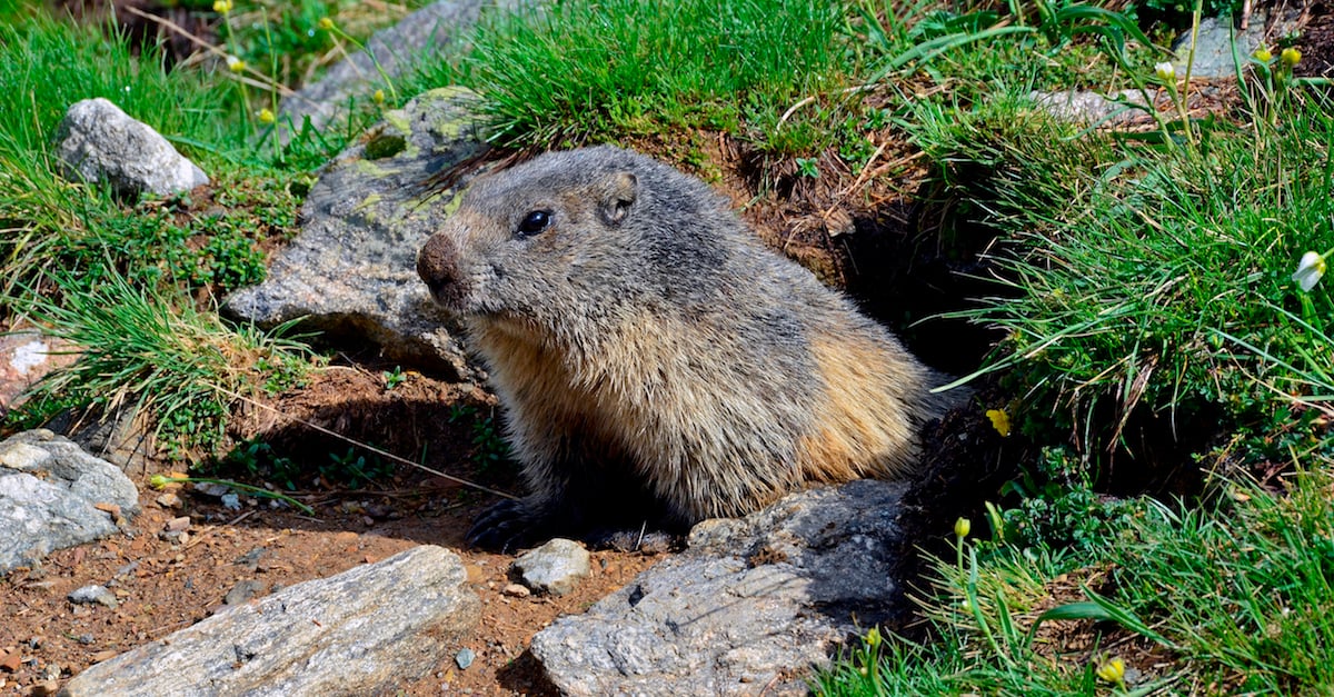 Un hiver trop chaud; des bestioles se réveillent trop tôt