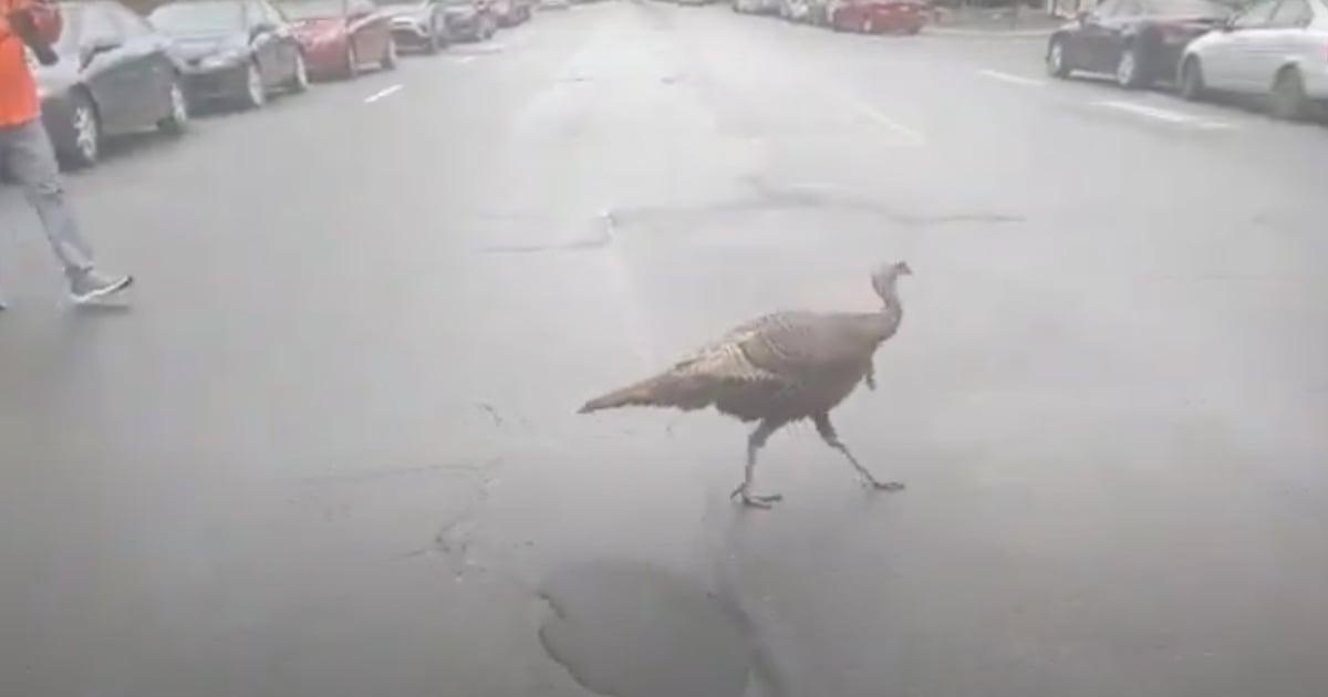 Des dindons sauvages se promènent dans le Grand Montréal