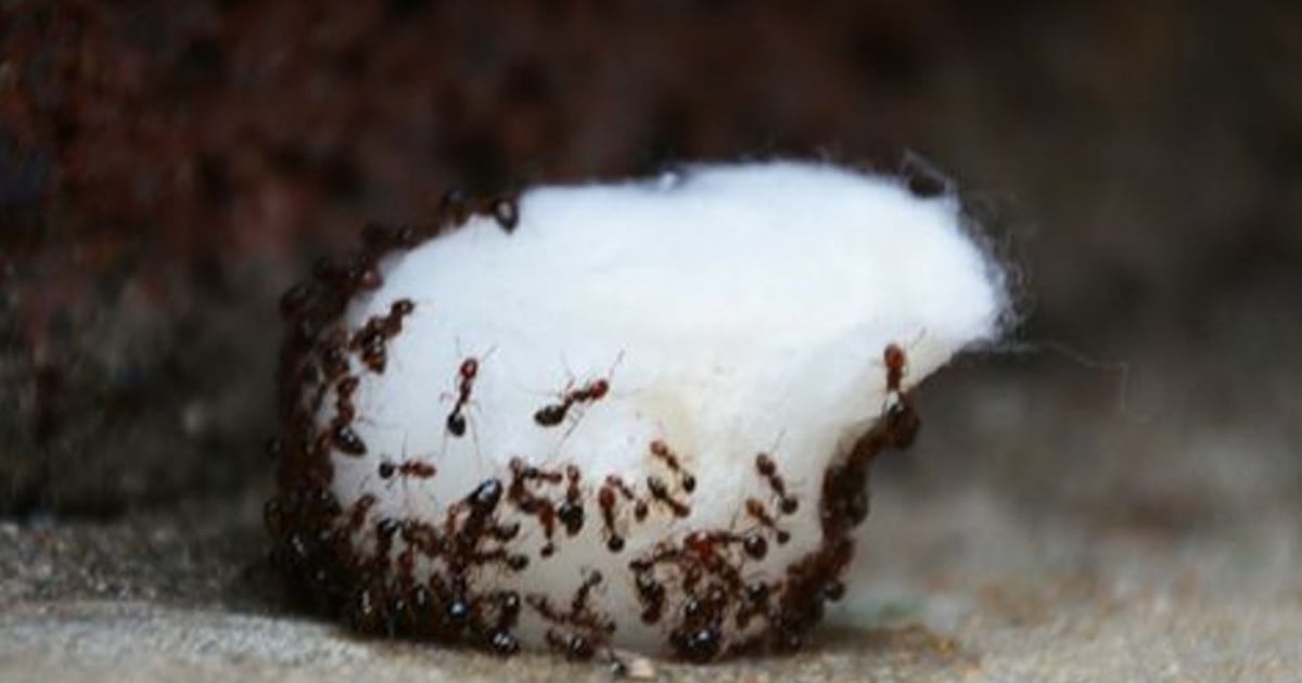 L’astuce facile pour repousser les fourmis de la maison