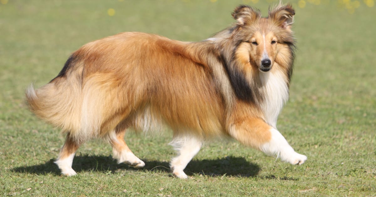Les 10 races de chiens les plus faciles à éduquer