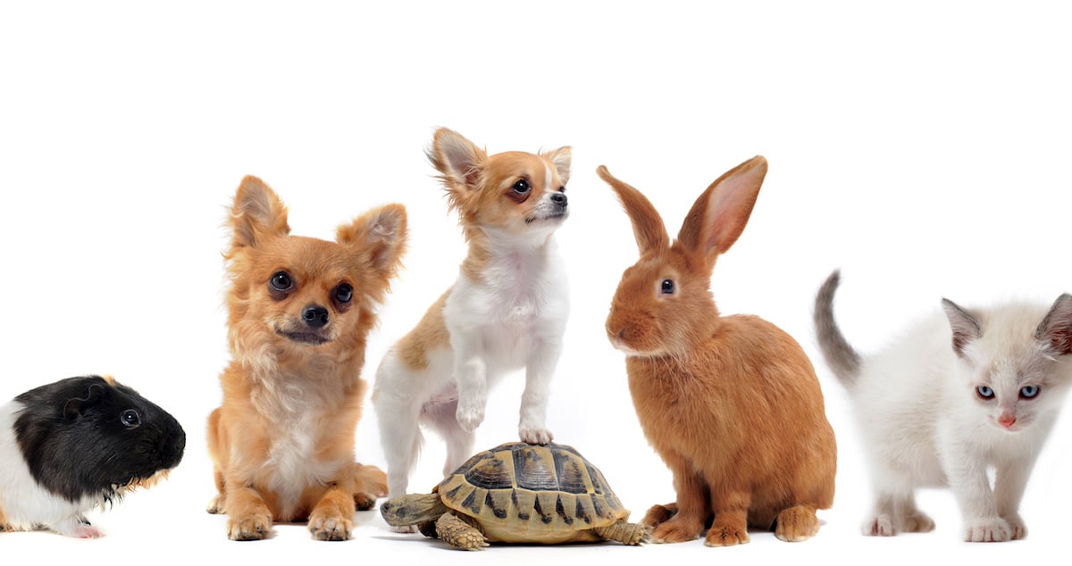 Quelle est la durée de vie de ces animaux de compagnies?