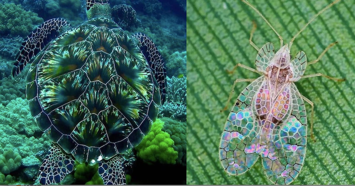 18 superbes photos qui nous montrent les miracles de la nature