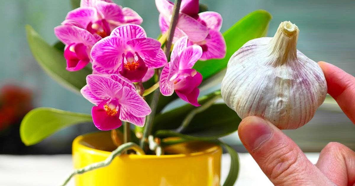 Le truc de l’ail pour faire refleurir une orchidée