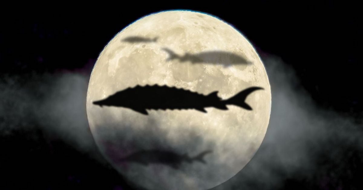 C’est ce soir qu’on pourra admirer la dernière super Lune de 2022