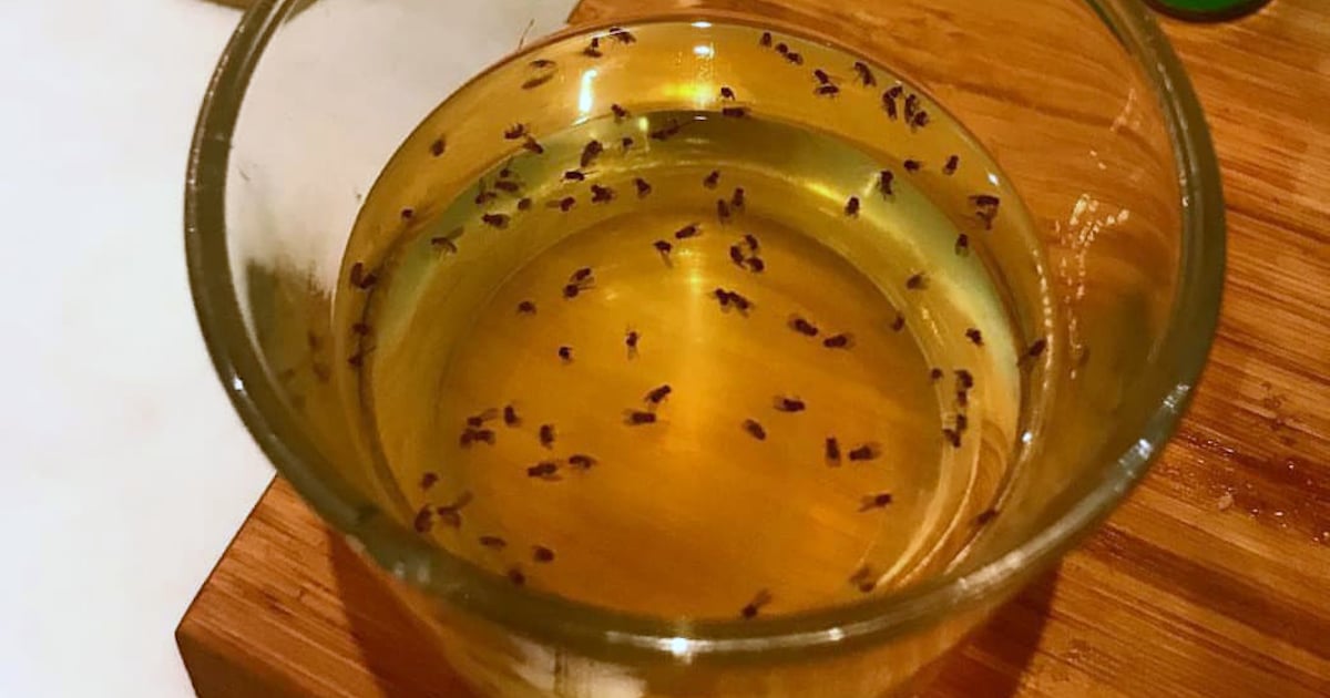 Un piège facile et efficace pour les mouches à fruits