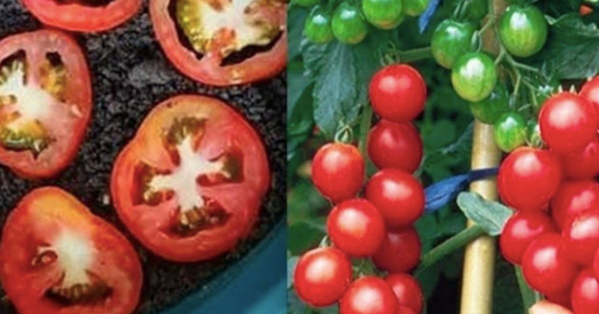 Comment cultiver des plans de tomates à partir de tranches de tomates