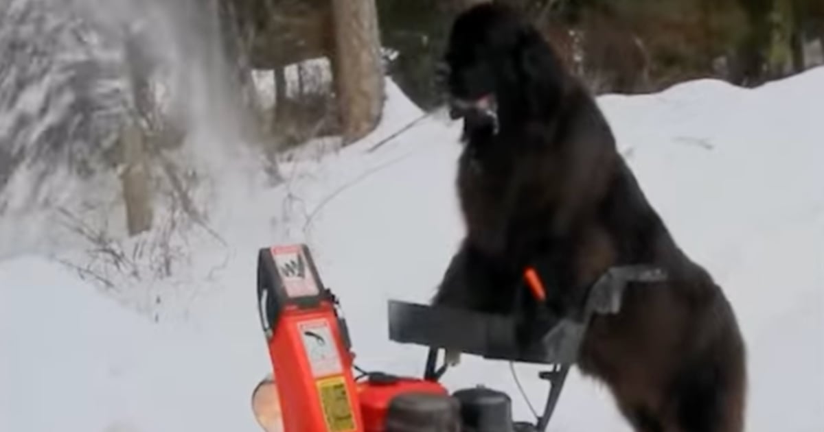 Une vidéo d'un chien qui passe la souffleuse refait surface après la méga tempête