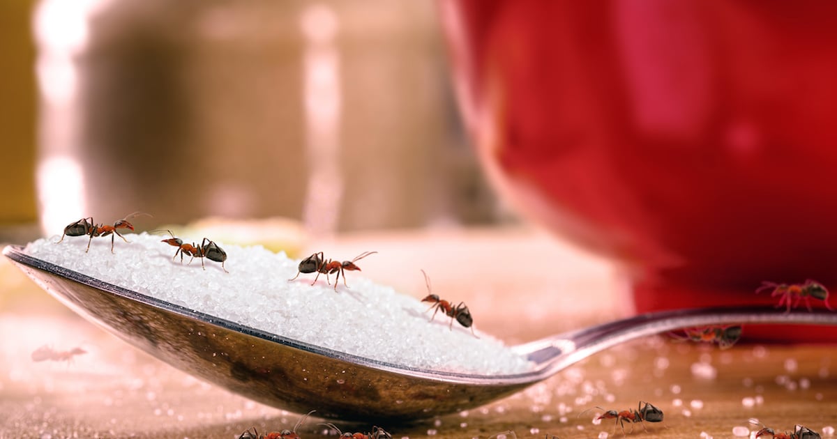 6 trucs naturels pour dire adieu aux fourmis chez vous
