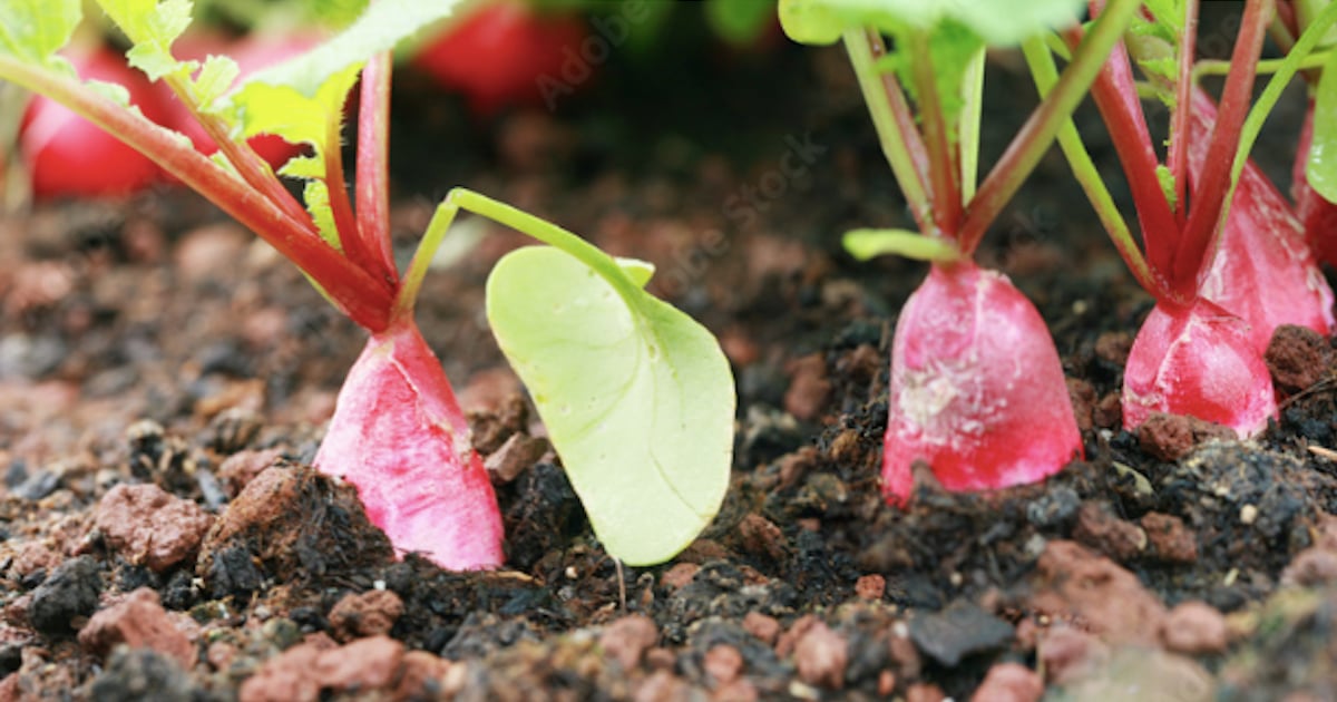 Top 6 des légumes les plus faciles à cultiver dans la maison
