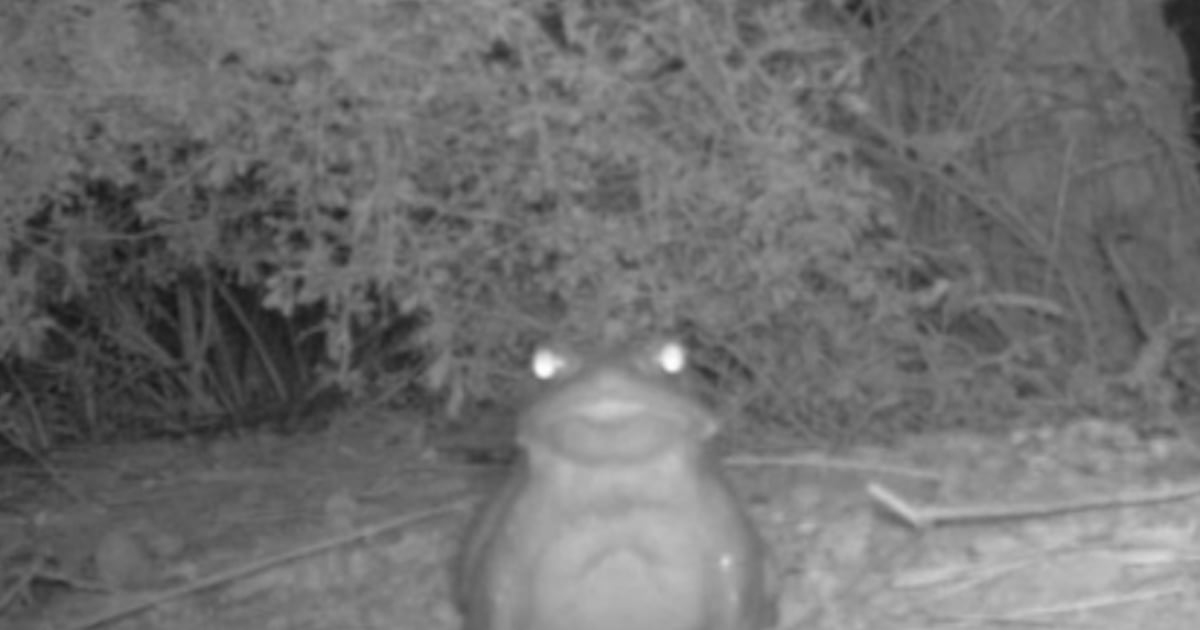 Une mise en garde insolite: il ne faut pas lécher ces animaux!